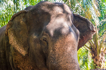 肖像亚洲丛林大象厚皮肤