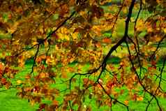 秋天秋天视图秋天的彩色的树叶黄色的橙色