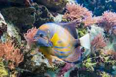 色彩斑斓的热带丛林鱼黄色的蓝色的条纹