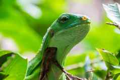 绿色热带蜥蜴坐着树分支机构树叶
