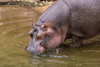 紫色的皮肤河马hipopotamus步进水