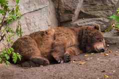 睡觉灰熊熊棕色（的）皮毛累了毛茸茸的
