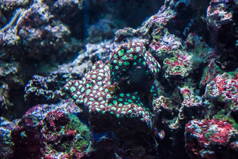 热带水植物红色的绿色珊瑚海葵植物区系海