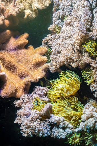 热带水植物珊瑚海葵色彩斑斓的植物区系海