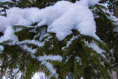 圣诞节常绿云杉树新鲜的雪白色