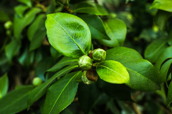 种子山<strong>茶花</strong>山<strong>茶花</strong>粳稻日本