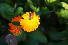 蜜蜂——黄色的花花蜜蜂夏天花园