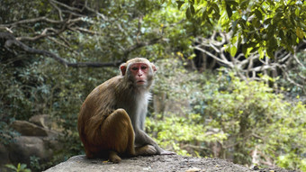 猴子猴子短尾猿雨森林猴子自然环境
