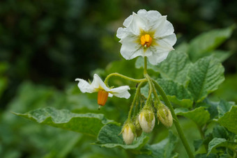 土豆<strong>茄</strong>属植物tuberosum