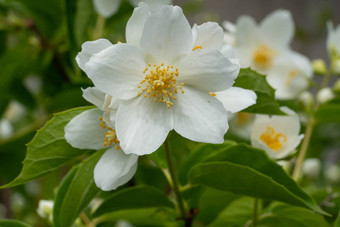 英语山茱萸山<strong>梅花</strong>冠状动脉