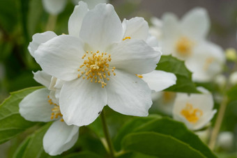 英语山茱萸山梅花冠状动脉