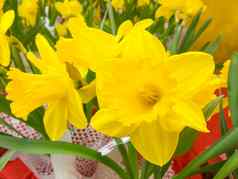 那喀索斯特写镜头黄色的水仙花花花园