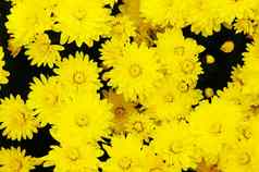 黄色的花背景黄色的菊花