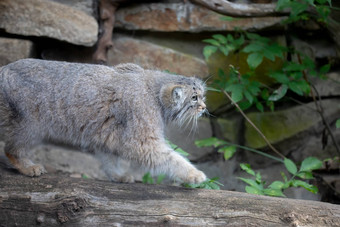 帕拉斯的猫otocolobus兔狲