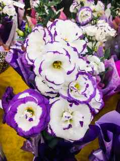 桔梗eustoma大花草原龙胆精致的紫色的白色花