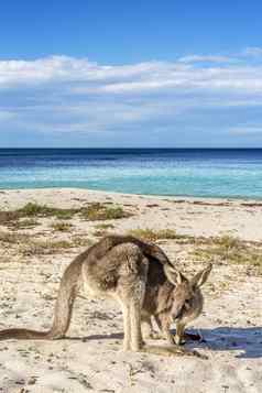 本地的野生动物袋鼠海滩澳大利亚