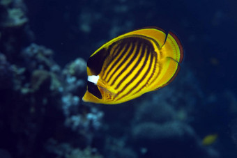 浣熊蝴蝶<strong>鱼</strong>车齿龙fasciatus