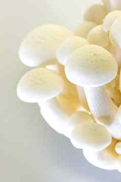 白色山毛榉蘑菇白色Shimeji绣线菊属马莫雷乌斯