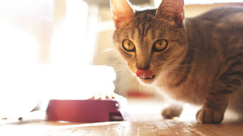小猫舔嘴唇舌头美味的猫舔牙齿吃