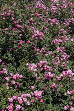 盛开的美丽的色彩斑斓的玫瑰背景