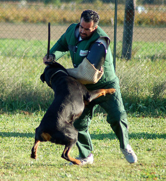 罗特韦尔犬<strong>攻击</strong>