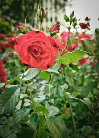 玫瑰花圃