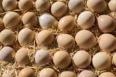 有机新鲜的农场鸡蛋市场