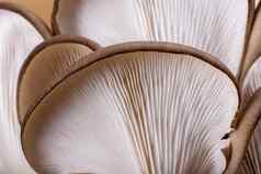 牡蛎蘑菇普通蘑菇鸵鸟蘑菇