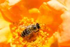 蜜蜂喂养花花粉