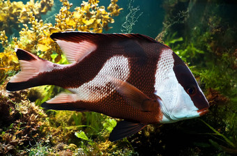 白尾小热带鱼达西鲁斯阿鲁阿努斯