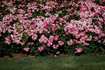 粉红色的玫瑰植物公园伊斯坦布尔