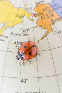 瓢虫色彩斑斓的模型全球