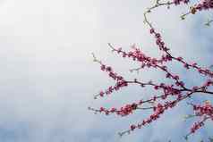 花布鲁姆春天树