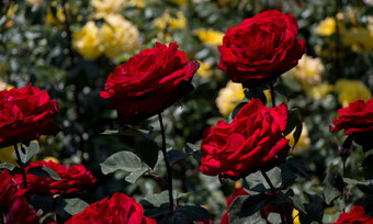 盛开的美丽的色彩斑斓的<strong>玫瑰</strong>花园