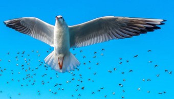 海鸥<strong>飞行群鸟</strong>蓝色的天空