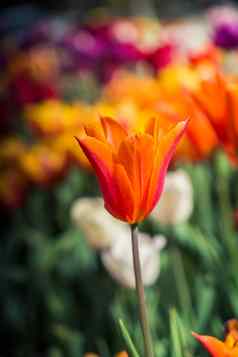 色彩斑斓的郁金香花布鲁姆花园