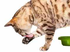 孟加拉猫舔爪子食物