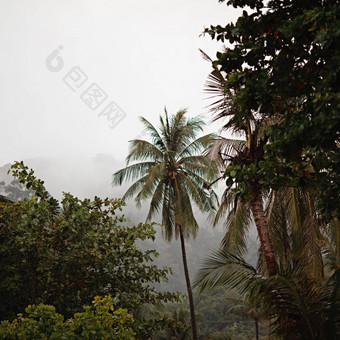 丛林雨