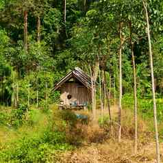 泰国丛林