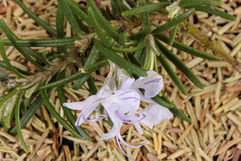 迷迭香花干叶子