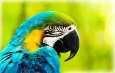 异国情调的色彩斑斓的非洲金刚鹦鹉鹦鹉