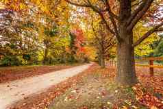 国家道路秋天排枫树落叶树