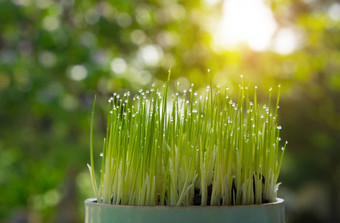 大米发芽日益增长的种子日益增长的绿色概念环境