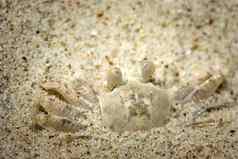 白色鬼蟹伪装白色桑迪海滩