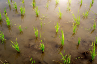 播种绿色场大<strong>米水</strong>