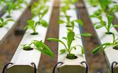 水培法溶液培养方法日益增长的植物