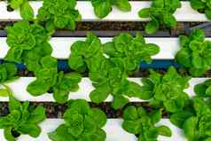 水培法溶液培养方法日益增长的植物