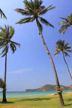 棕榈树海滩背景
