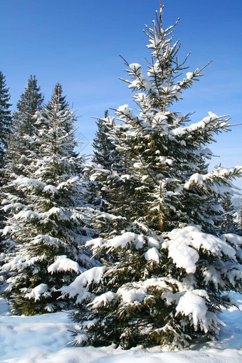 树枞树形攷虑覆盖白色雪