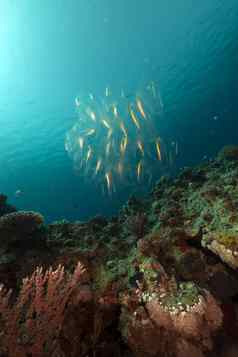 樽海鞘热带礁红色的海